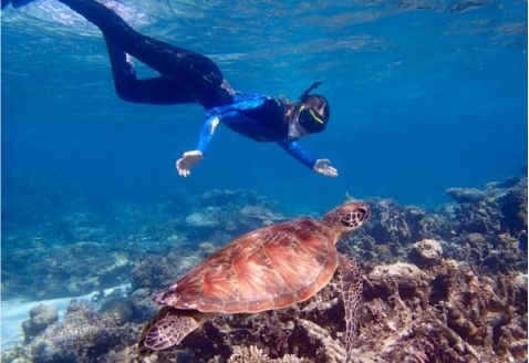 Australia_Ningaloo_reef_turtle_snorkel_680076226