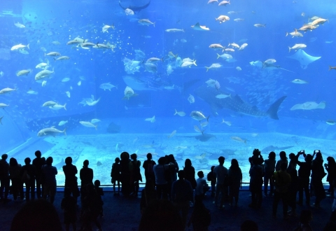 churaumi-aquarium-2407812_1280