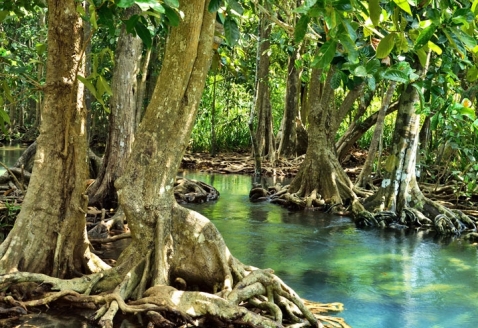 Sundarbans_mangrove-forest