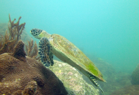 turtle-2046204_1280