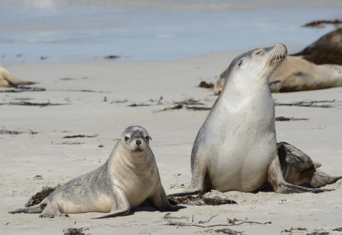 seals-2255451_1280