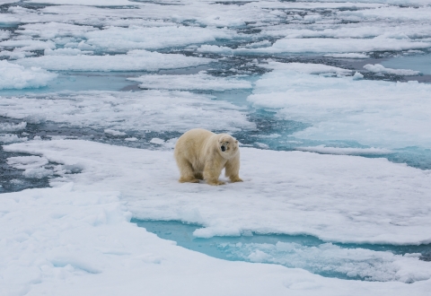 ARCTIC_SPITS_PolarBear2
