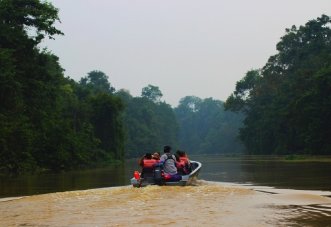 sabah - kinabatangan