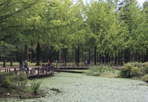 Nami Island 178