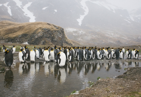 ANTARCTICA_2016-11-13-14
