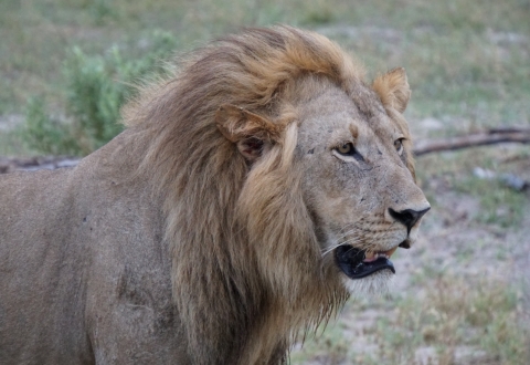 DSC02193 - Lion close up