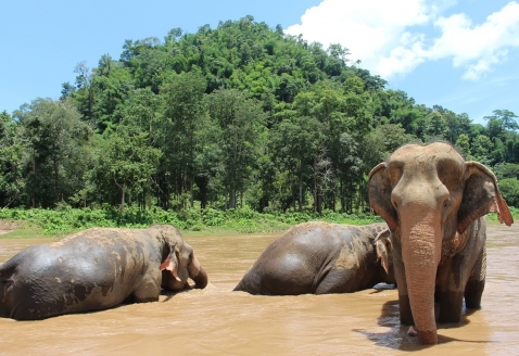 elephant-2647010_1280